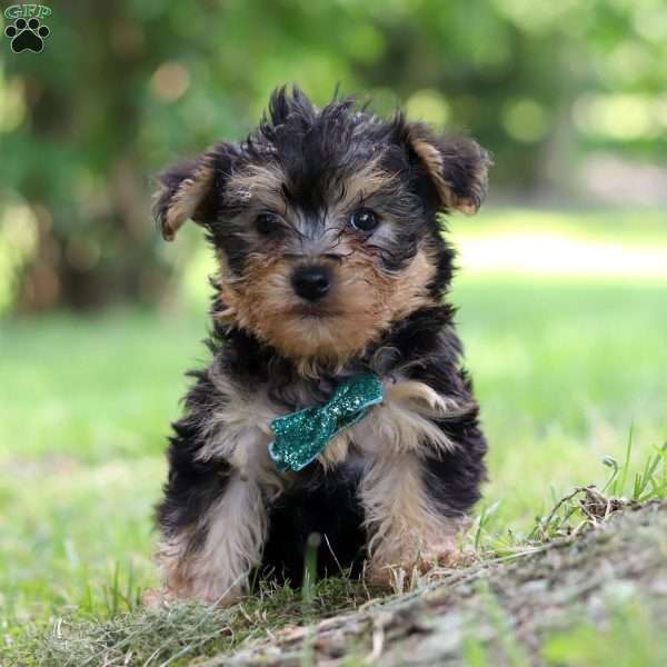 Norway, Yorkie Poo Puppy